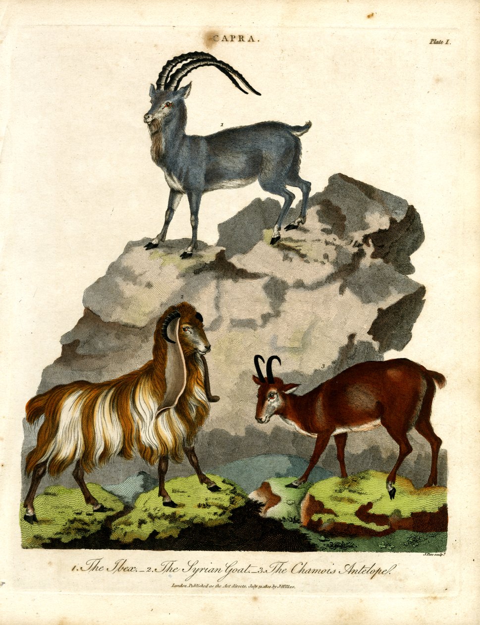 O Ibex, a cabra síria e o antílope camurça de John Pass