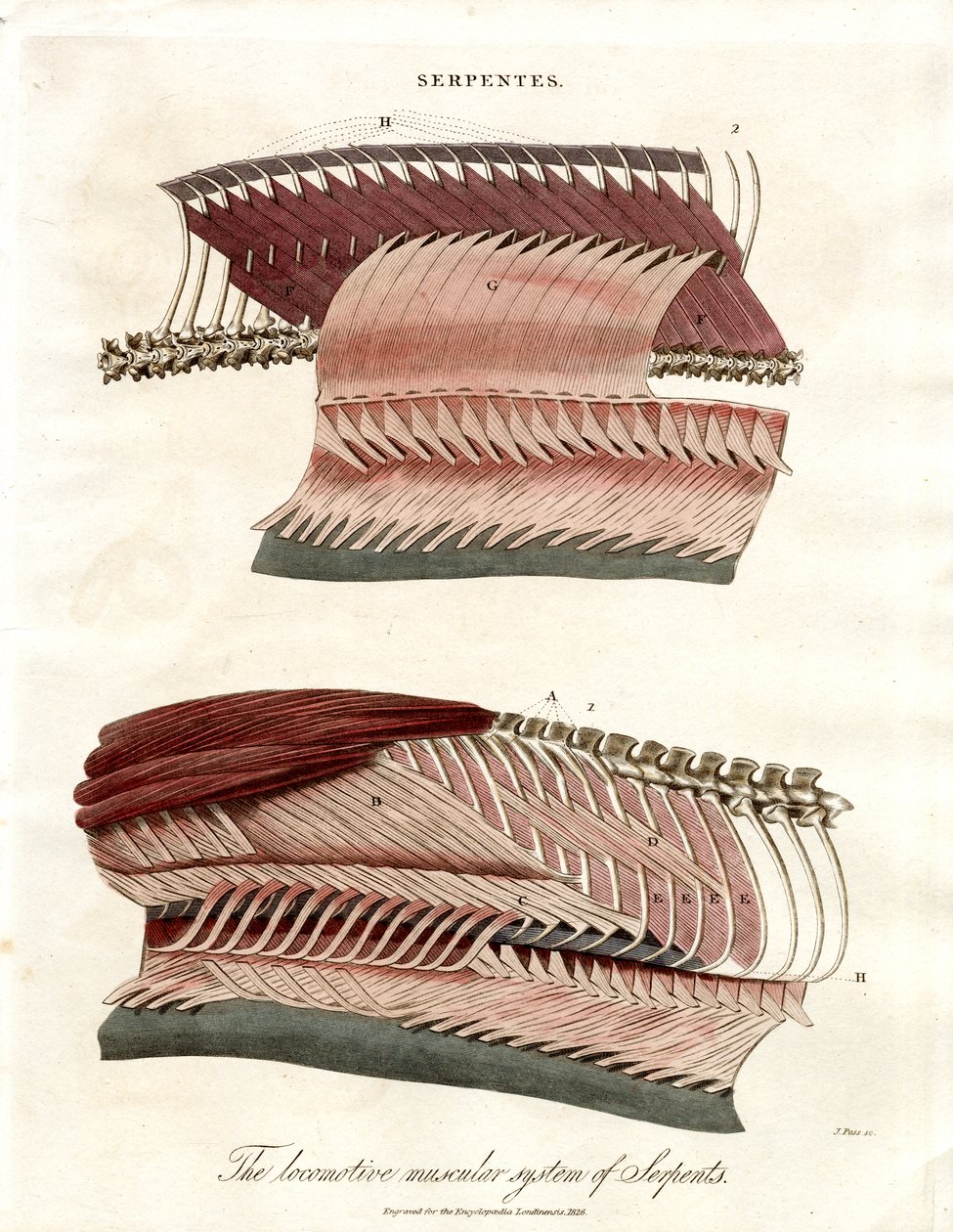 O sistema muscular locomotor das serpentes de John Pass
