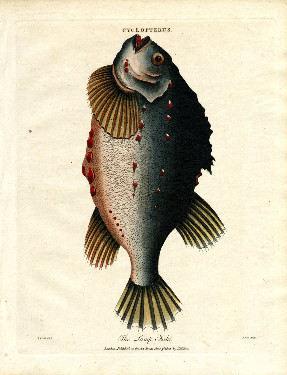 O peixe-lapa de John Pass