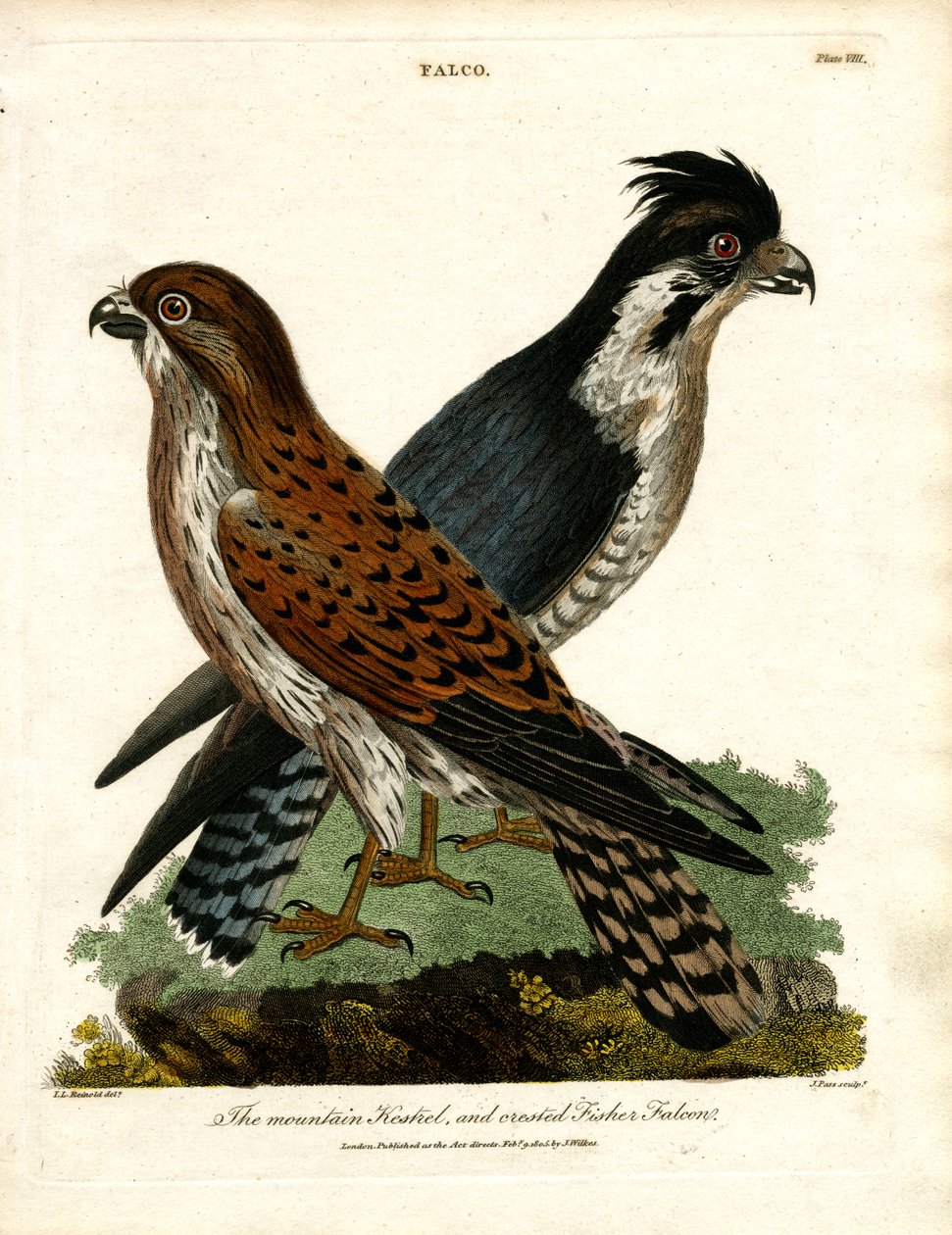 Peneireiro-das-torres e Falcão-pescador-de-crista de John Pass