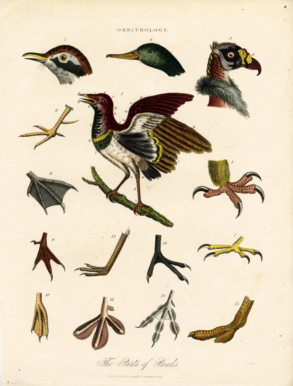 As partes das aves (Ornitologia) de John Pass