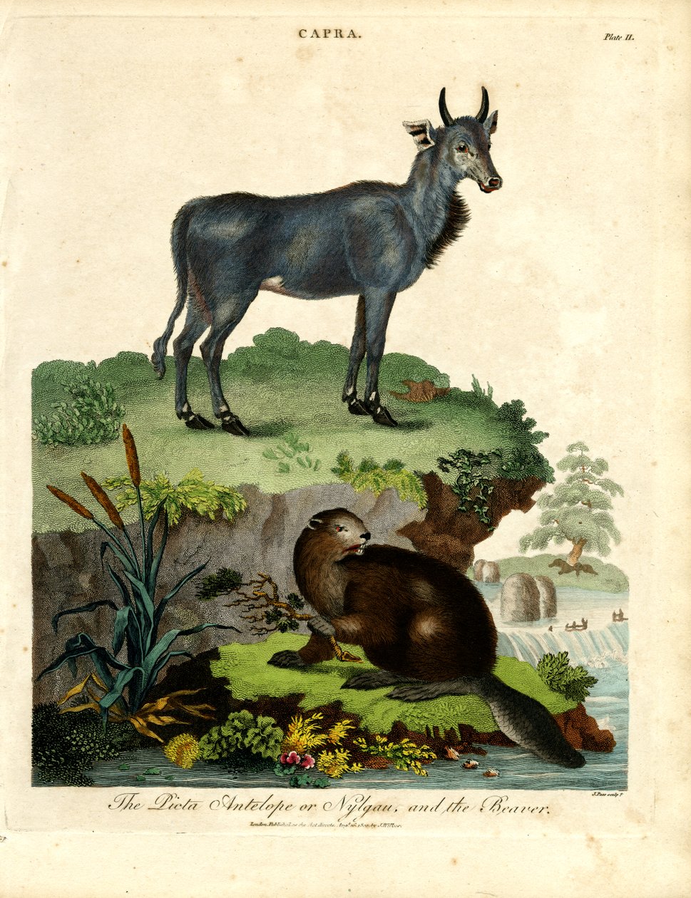 O Antílope Picta ou Nilgau e o Castor de John Pass