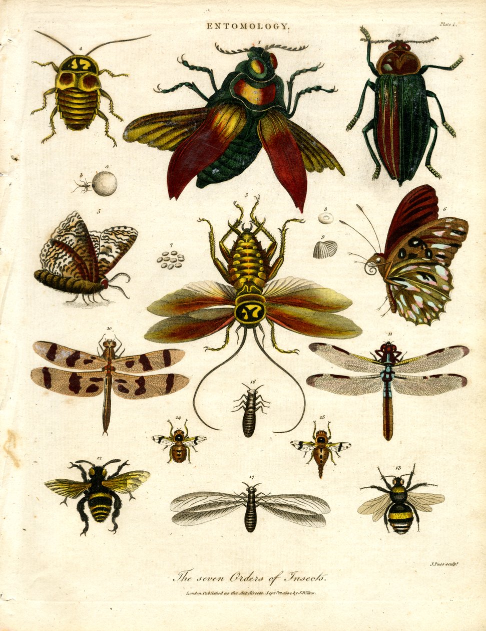 As sete ordens de insectos de John Pass