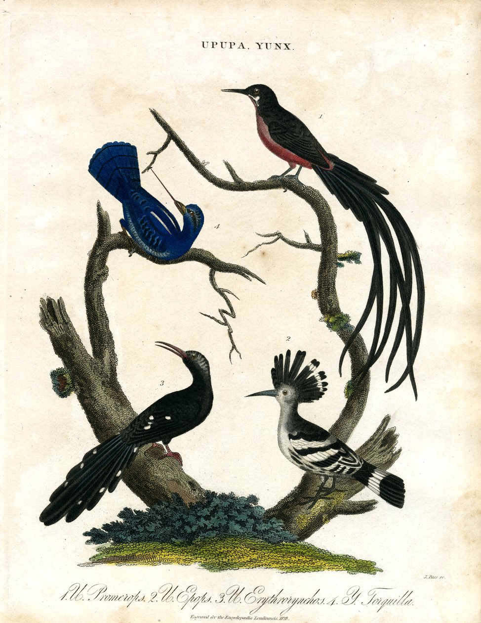 Upupa e Yunx (poupa e galinhola) de John Pass