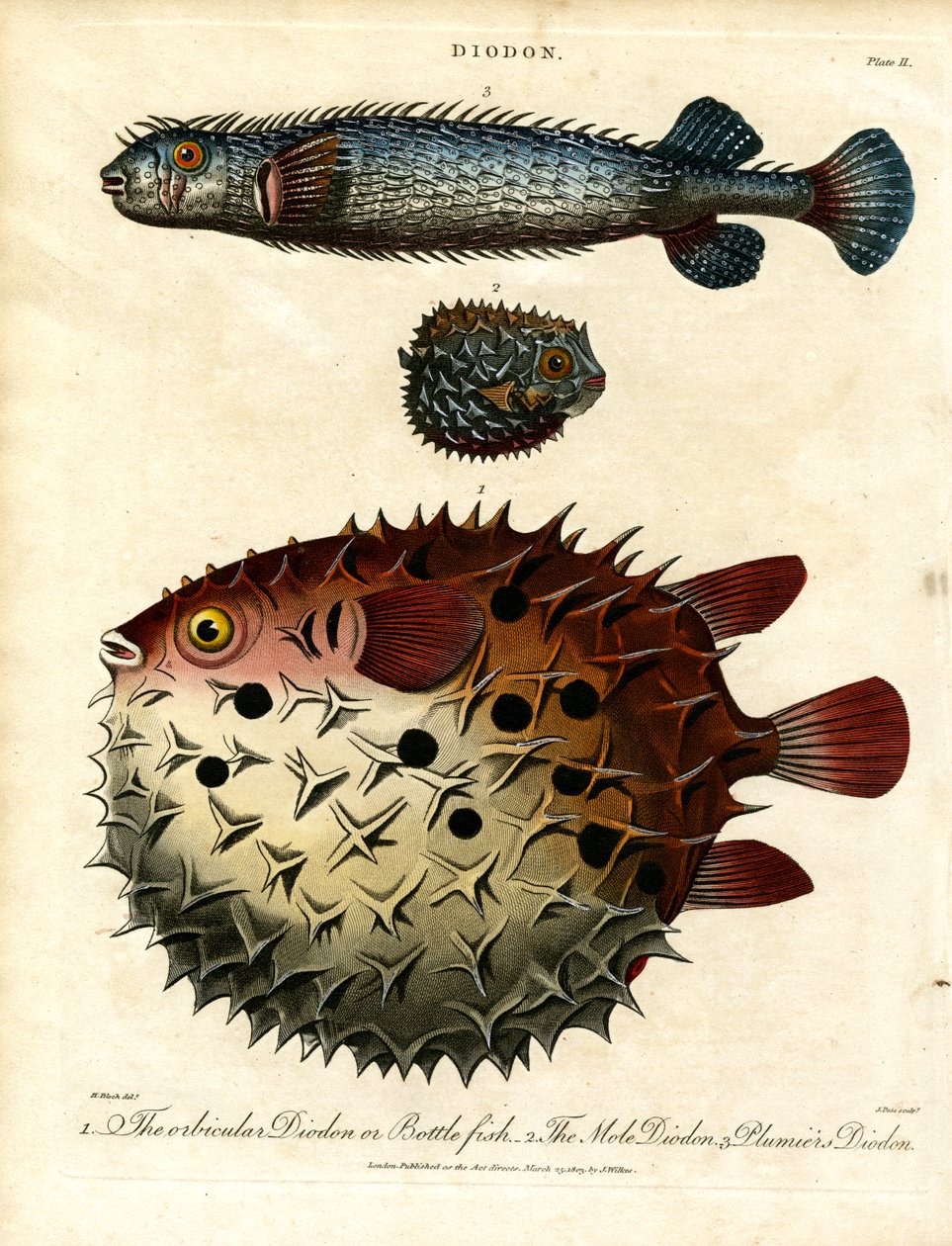 Vários peixes-espinho (Diodon) de John Pass