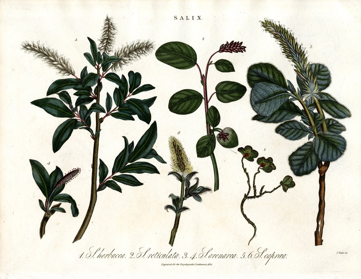 Várias espécies de salgueiros (Salix) de John Pass