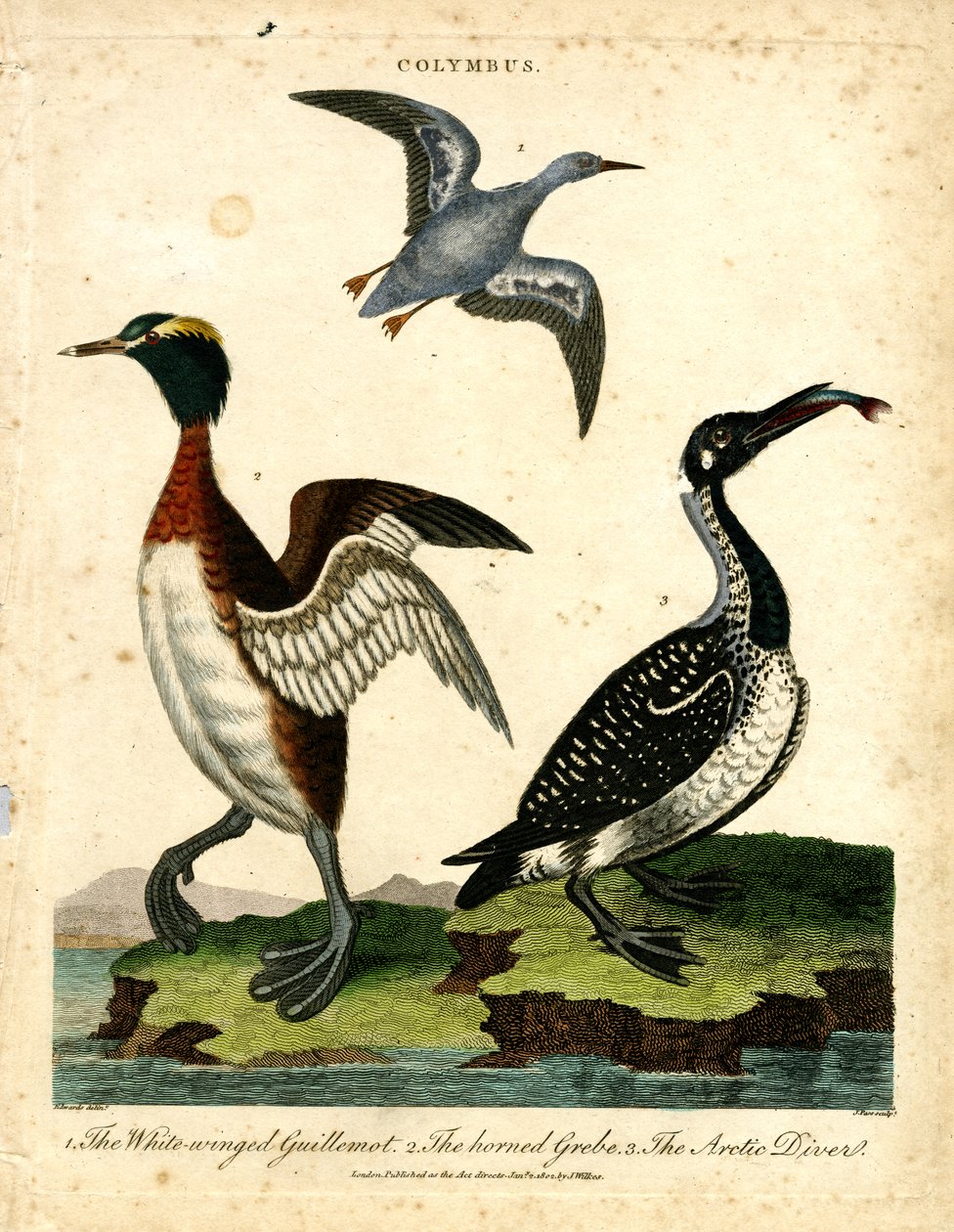 Aves aquáticas - Guillemot de asa branca; mergulhão-de-chifres e mergulhador do Ártico de John Pass