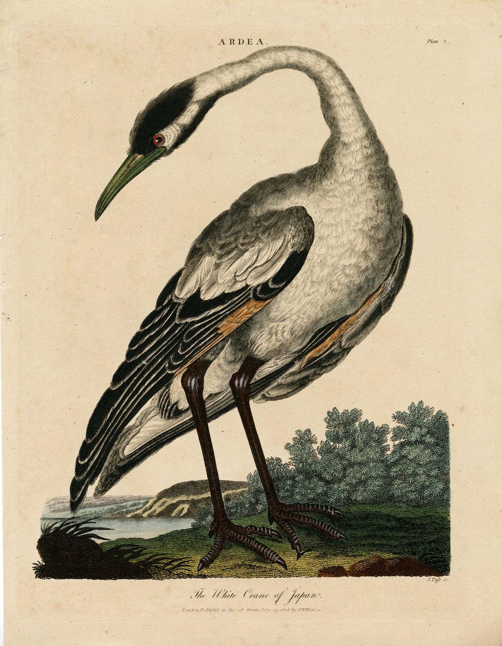 Grou branco do Japão (Ardea) de John Pass