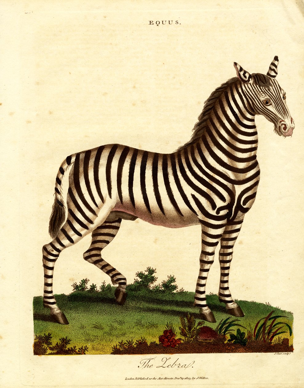 Zebra (Equus) de John Pass