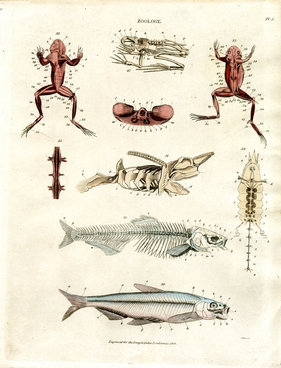 Ilustrações anatómicas zoológicas (placa 5) de John Pass