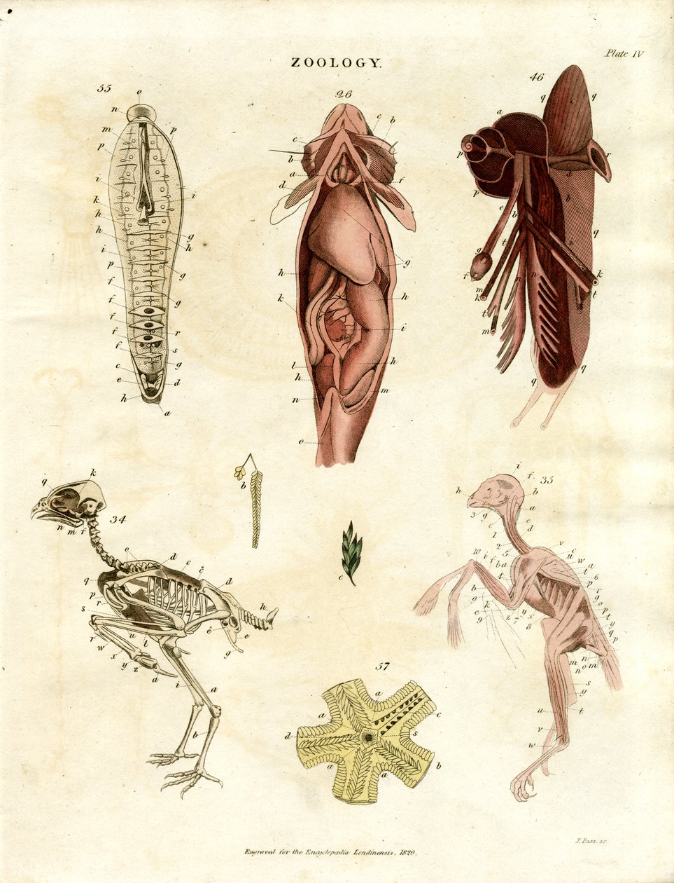 Ilustrações anatómicas zoológicas (placa XV) de John Pass