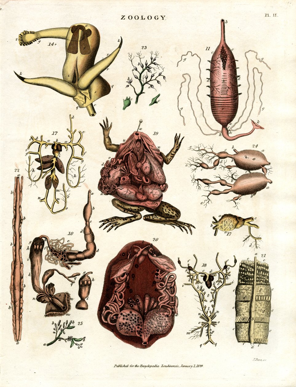Zoologia Pl. II: Ilustrações Anatómicas de Vários Animais e Órgãos de John Pass