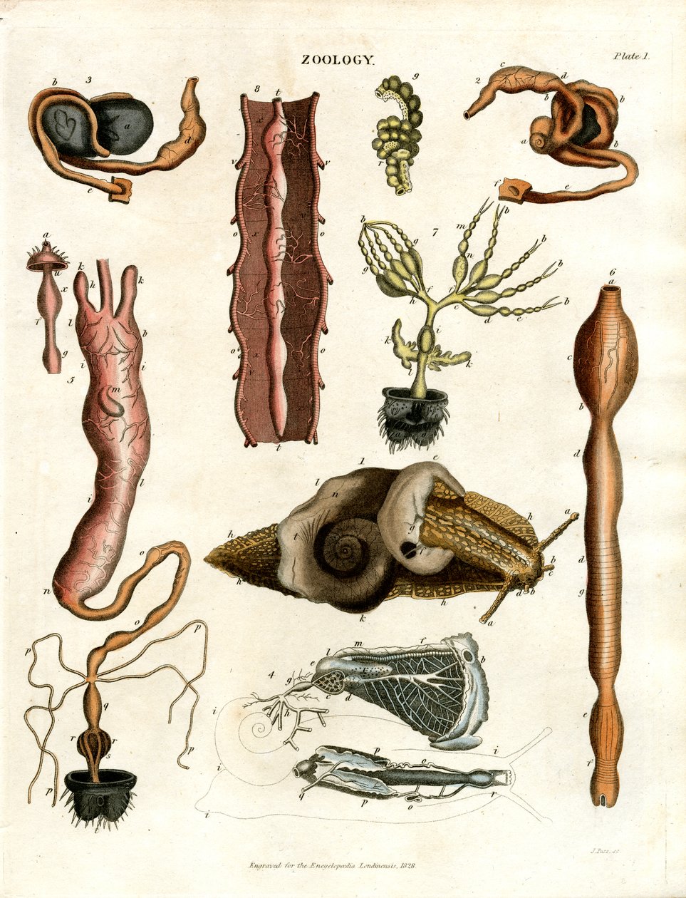 Zoologia Placa I: Ilustrações Anatómicas de Vários Animais de John Pass