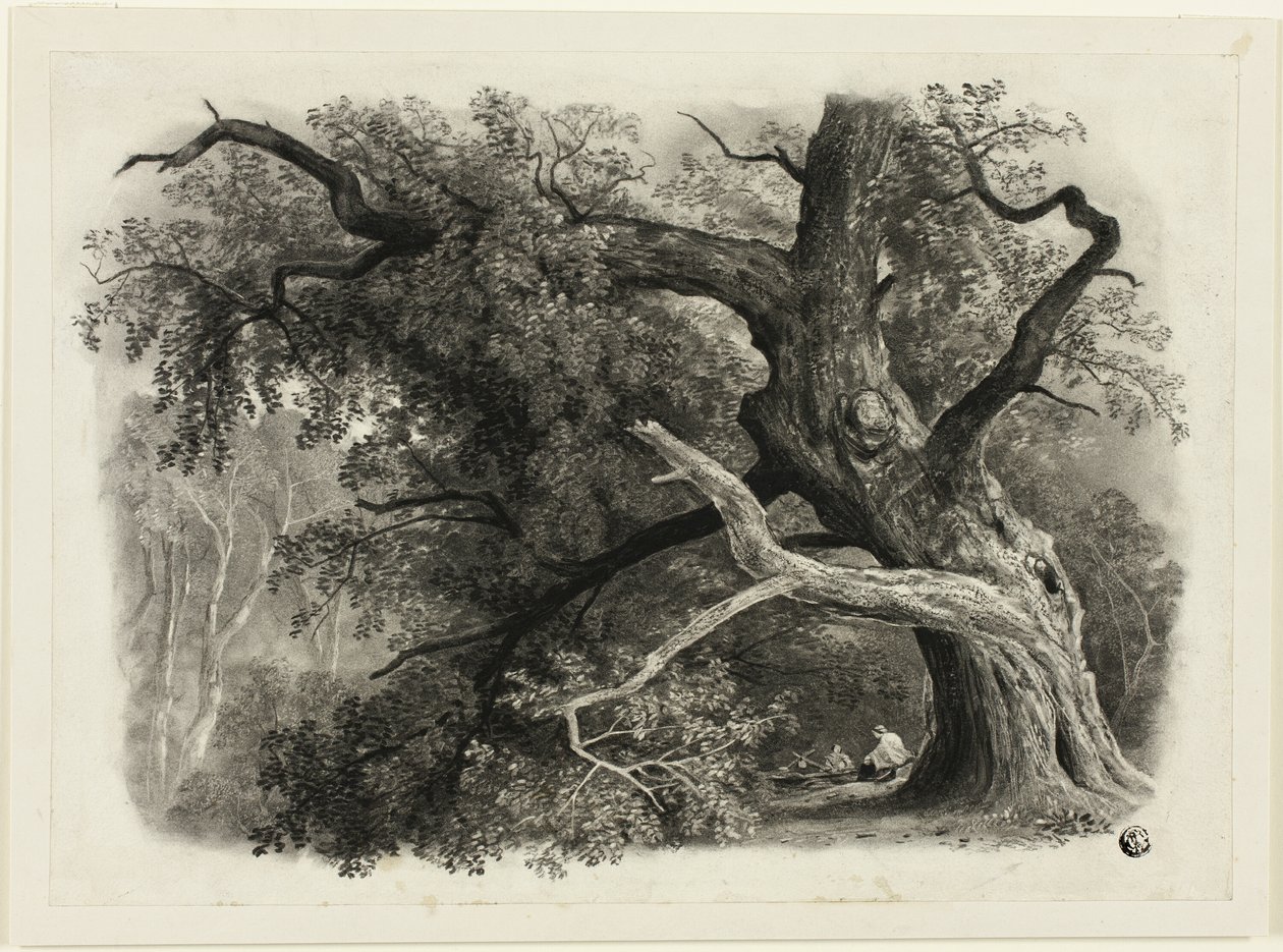 Árvore velha no Billah - Floresta de Sherwood de John Rawson Walker