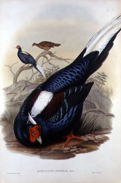 Euplocomus Swinhoii, gravado por Walter & Cohn, Londres, pub. entre 1850-83 (litografia colorida à mão) de John and Richter Henry Constantine (after) Gould