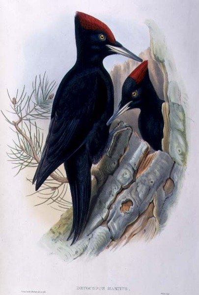 Grande Pica-pau-preto (Dryocopus Martius) (litho colorido à mão) de John and Richter Henry Constantine (after) Gould