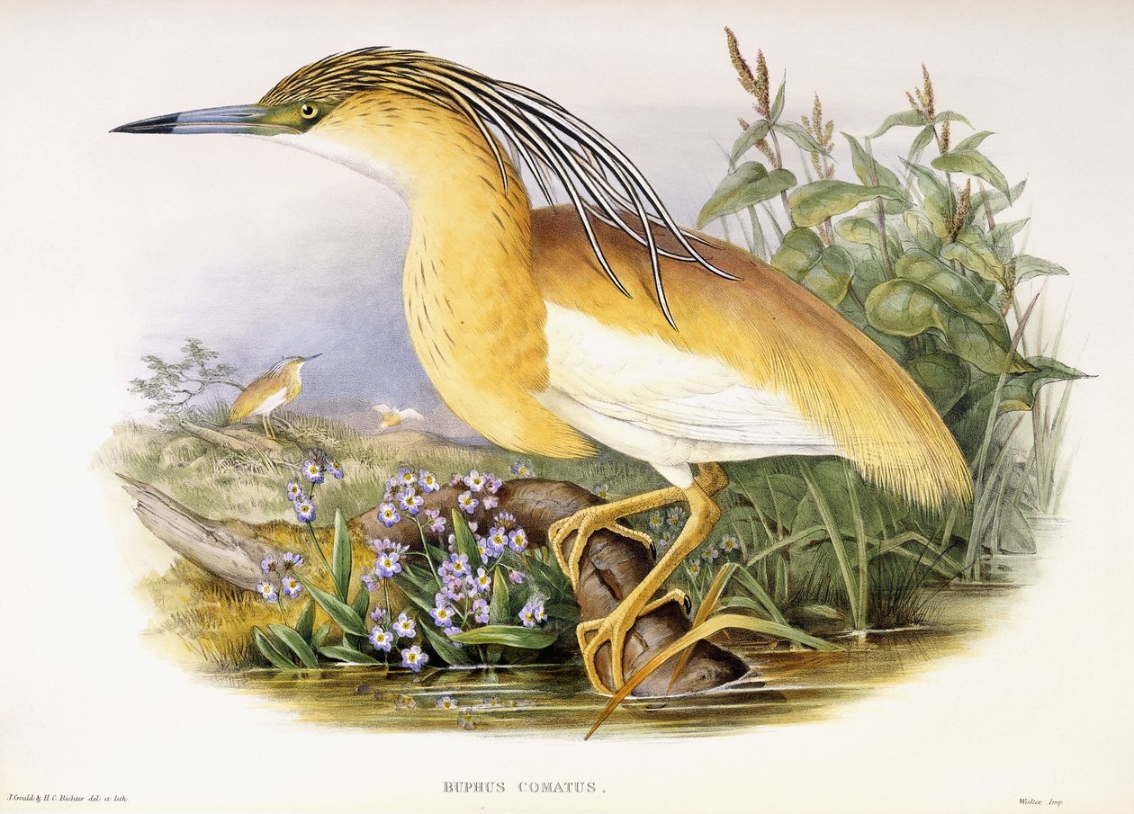 Buphus Comatus, c.1862-3 (placa litografada colorida à mão) de John and Richter Henry Constantine Gould