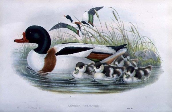 Sheldrake (Tadorna Vulpanser) (litro de cor de mão) de John and Richter Henry Constantine (after) Gould