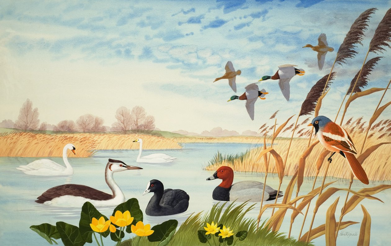 Cena da natureza (guache sobre papel) de John Rignall