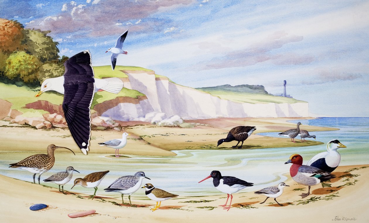 Aves marinhas (guache sobre papel) de John Rignall