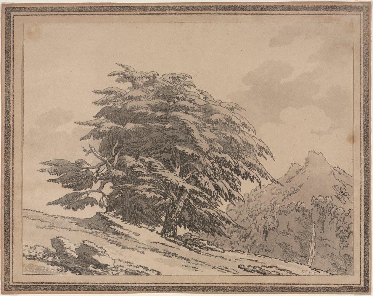 Delineamentos das Ramificações de Caráter Geral e Folhagem de Árvores Florestais: Cedro, 1789. de John Robert Cozens