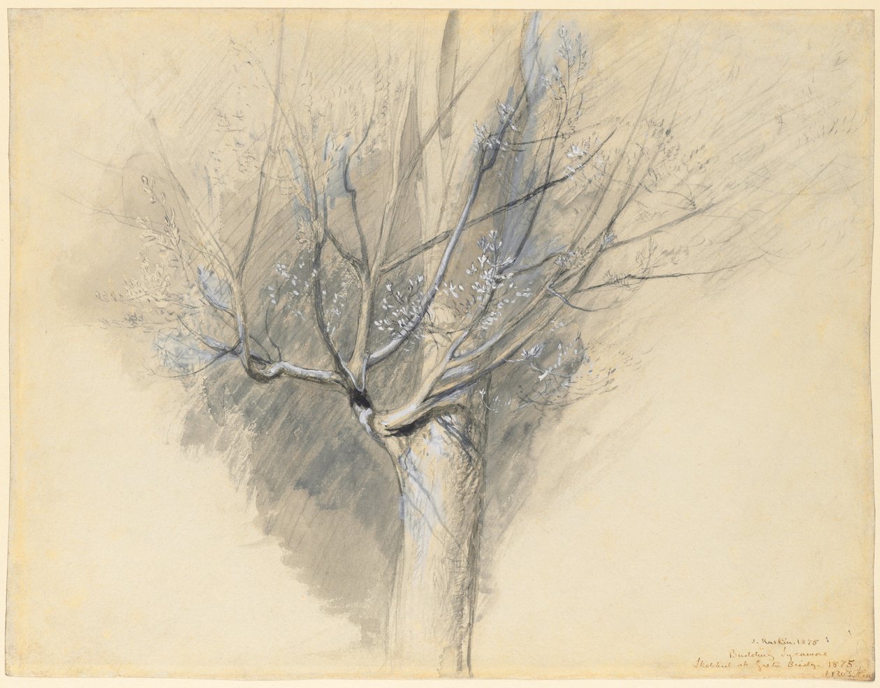 Sycamore de brotamento, c. 1876 de John Ruskin