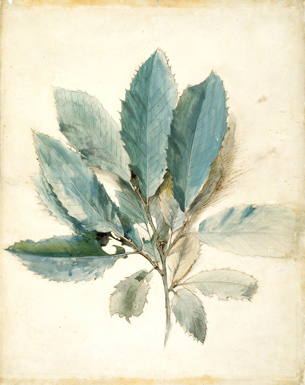 Folhas de castanheiro (caneta, tinta e aguarela sobre papel branco) de John Ruskin