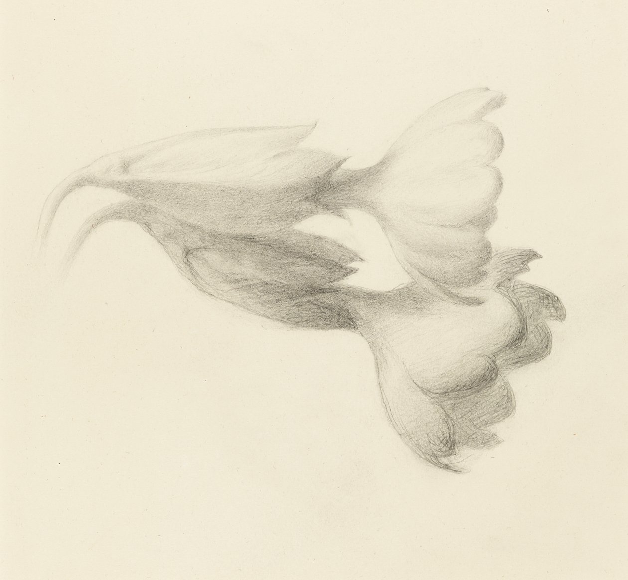 Cowslip Bells, provavelmente 1871 (grafite sobre papel tecido) de John Ruskin