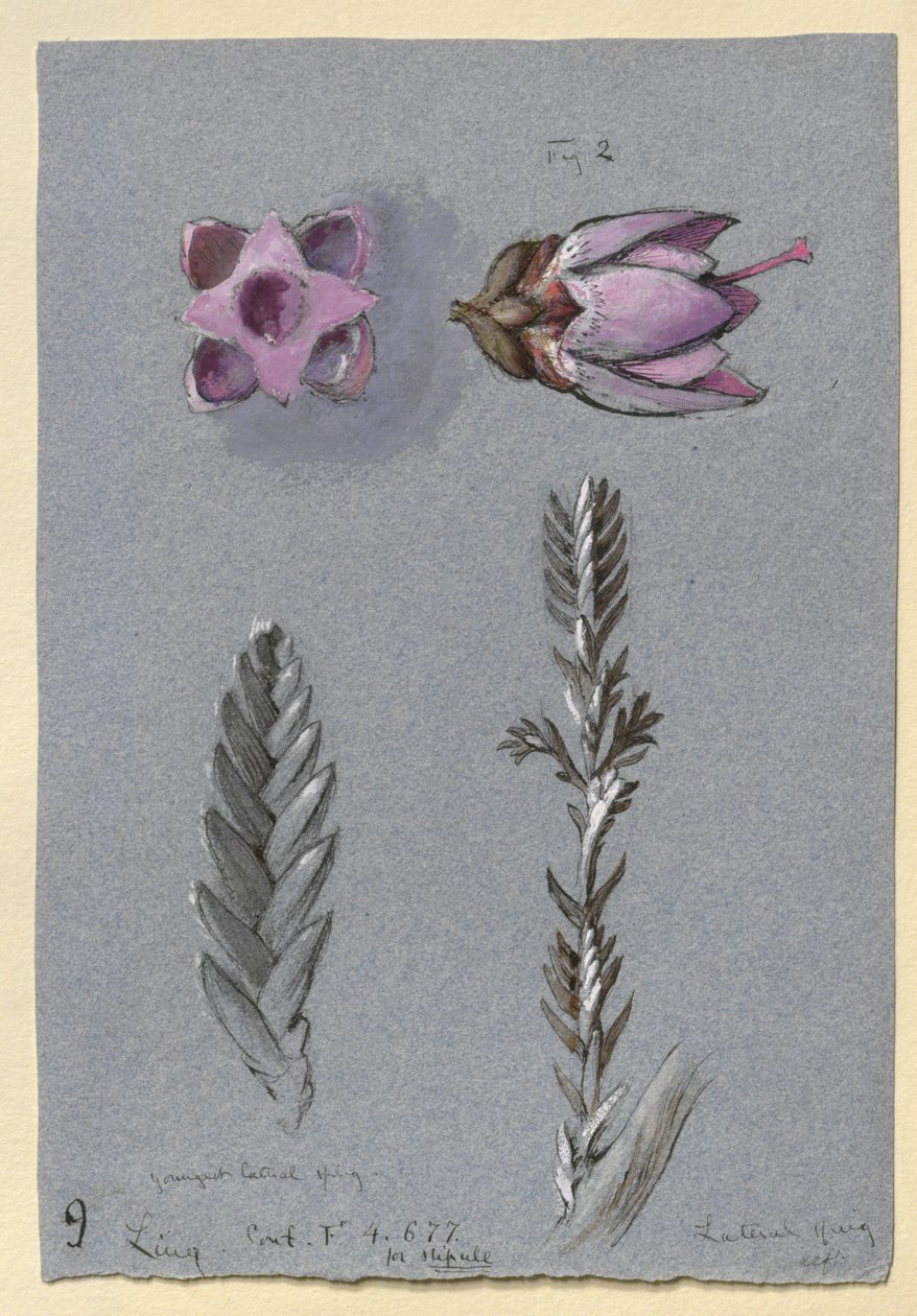 Quatro Estudos de Ling, provavelmente 14 de setembro de 1869 de John Ruskin