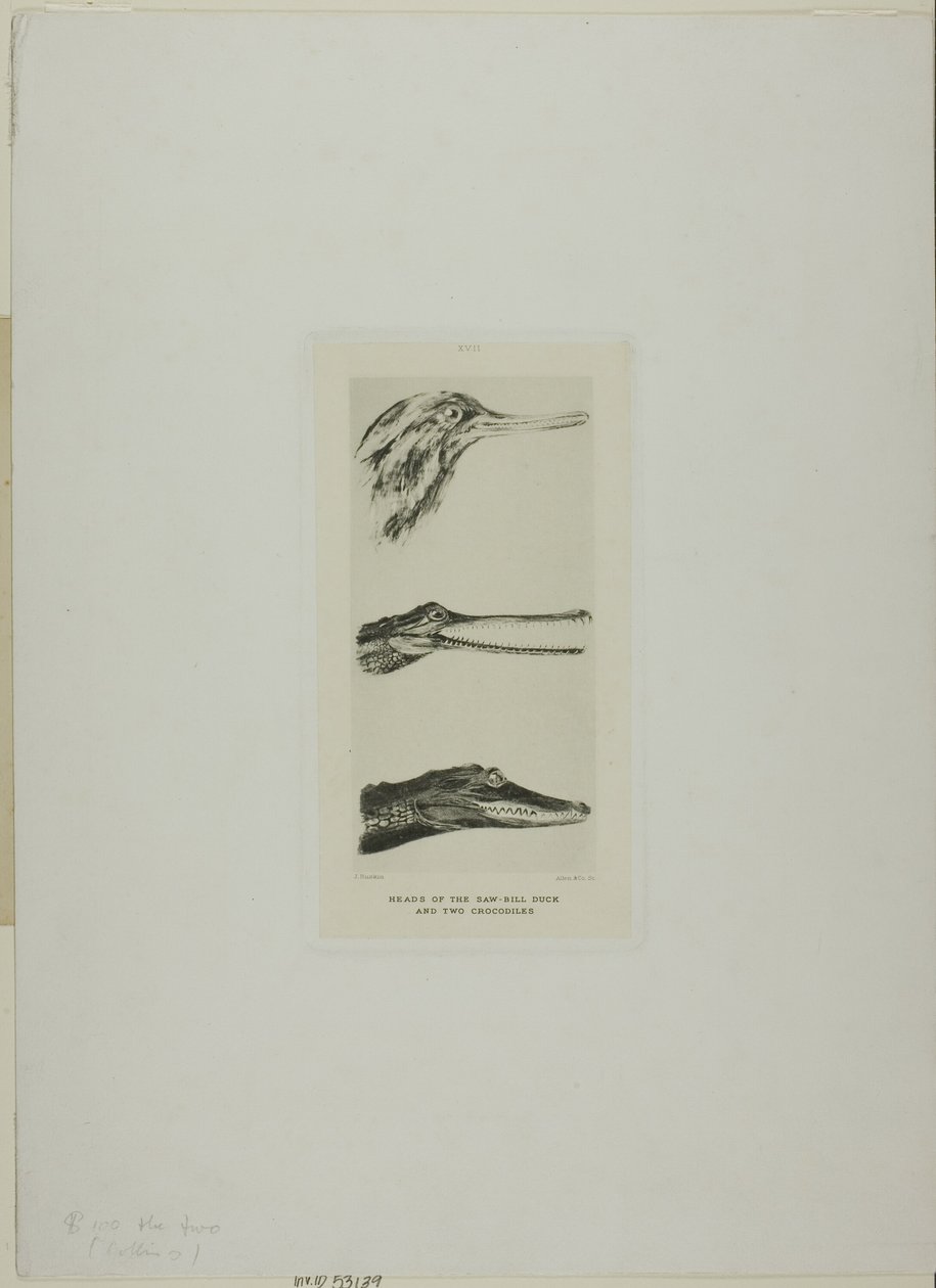 Cabeças de pato de bico de serra e dois crocodilos de John Ruskin