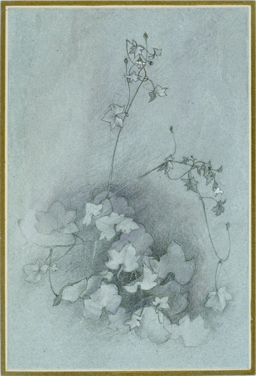Toadflax com folhas de hera 