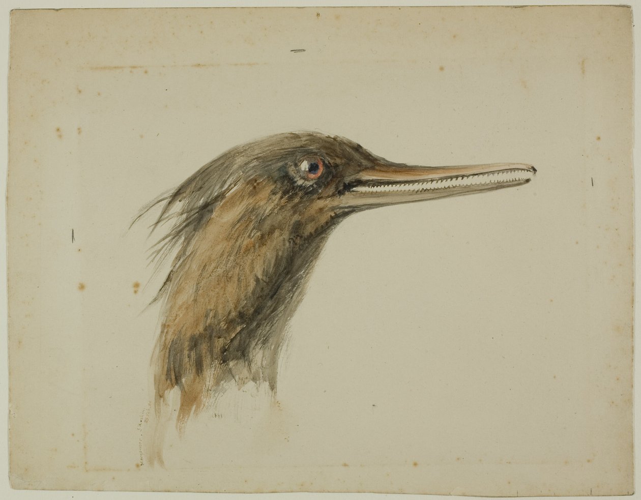 Merganso de John Ruskin