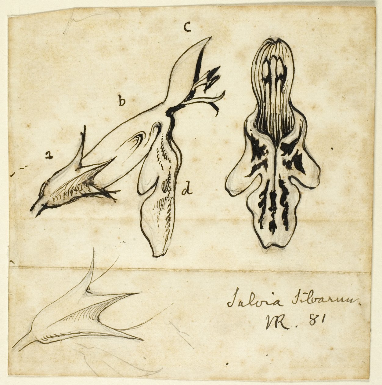 Sábio das madeiras de John Ruskin