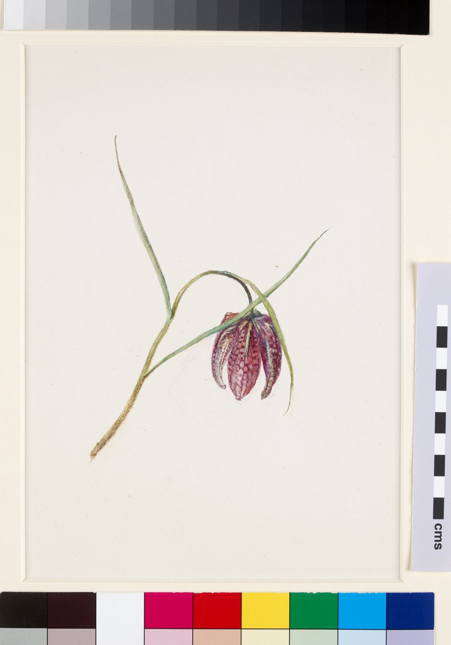 Fritillary de cobra, antes de junho de 1871 de John Ruskin