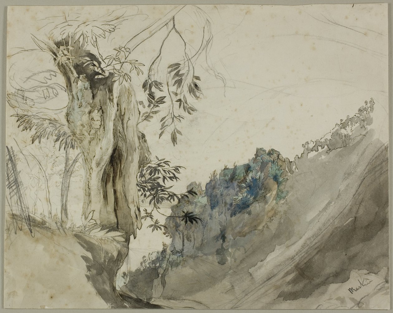 Castanha Espanhola de John Ruskin