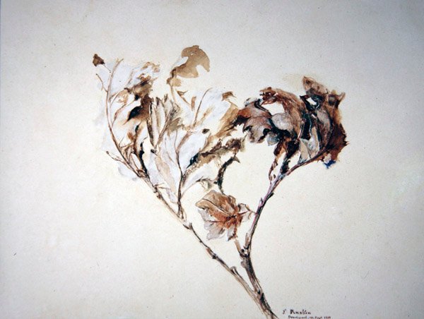 Estudo das Folhas de Carvalho de John Ruskin