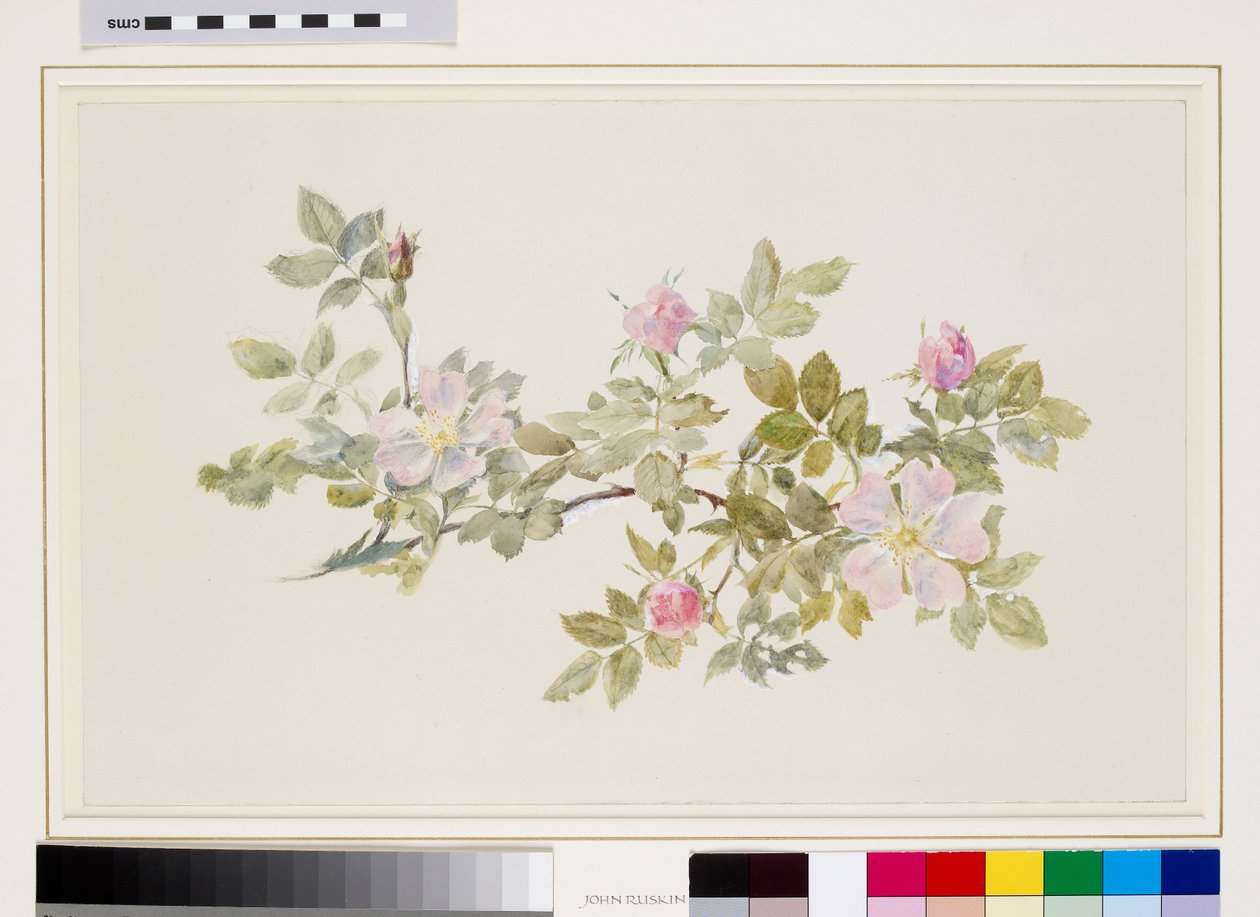 Estudo de uma rosa selvagem (aguarela e cor de corpo sobre grafite em papel de cera) de John Ruskin