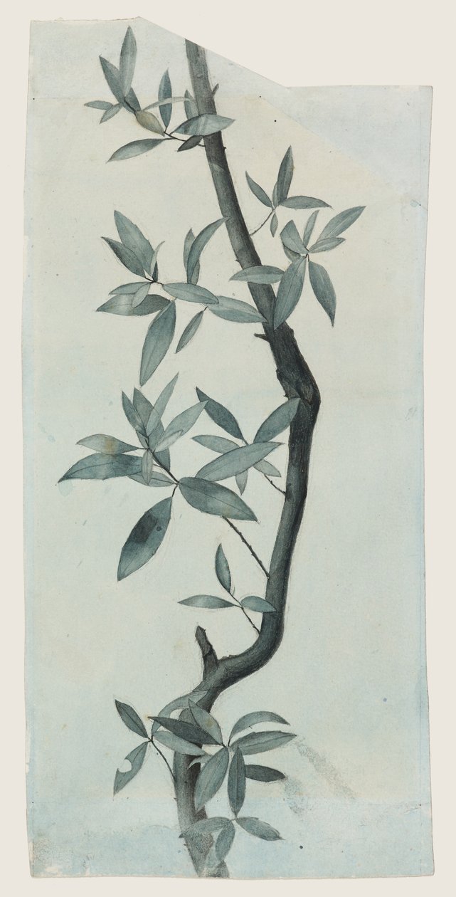 Estudo de folhas de salgueiro, c.1857 (lápis e aguarela sobre papel) de John Ruskin