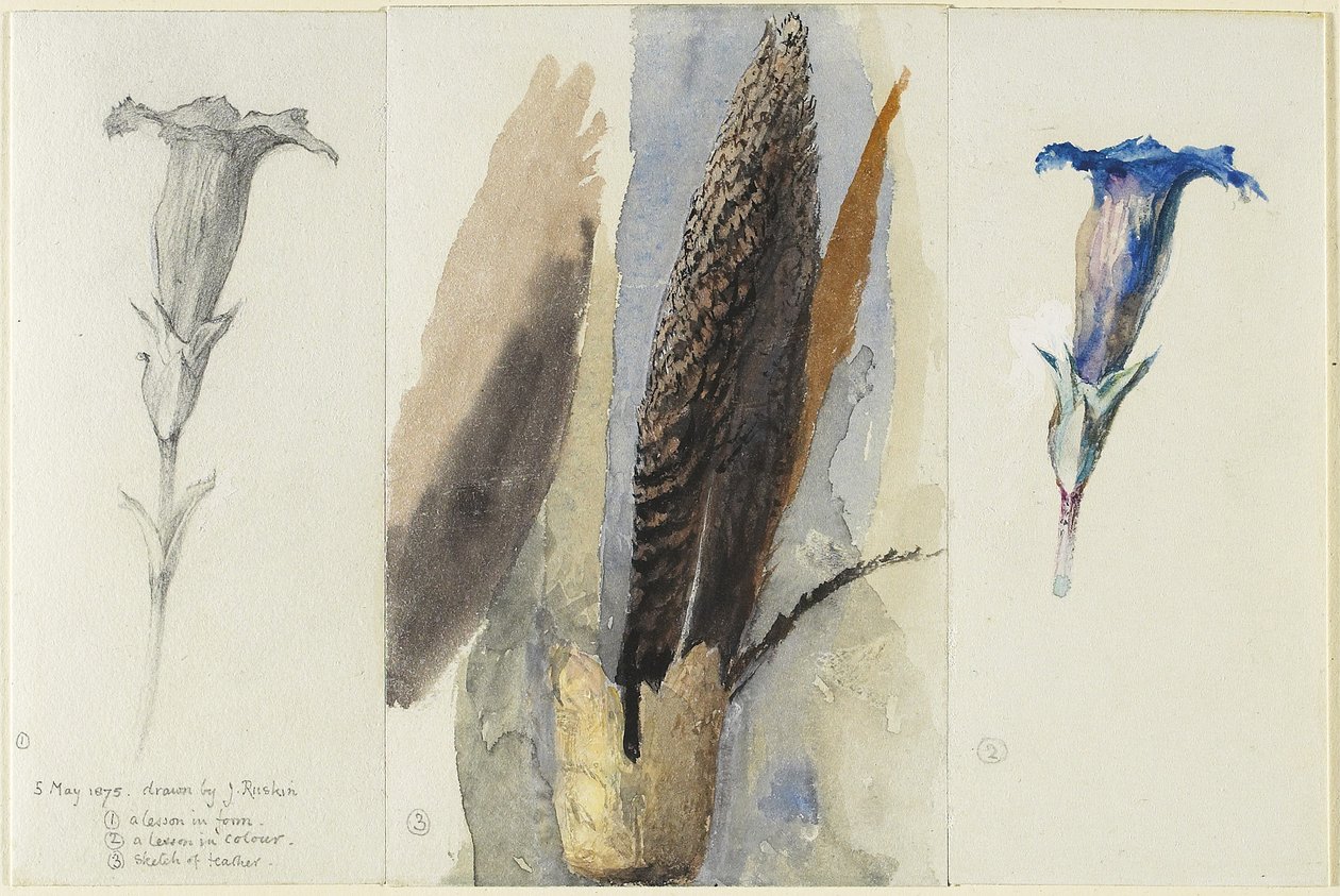 Estudo de uma pluma, flanqueado por dois estudos de uma genciana, 1875 (wc sobre grafite, aumentado e corrigido com branco opaco em papel de capa) de John Ruskin