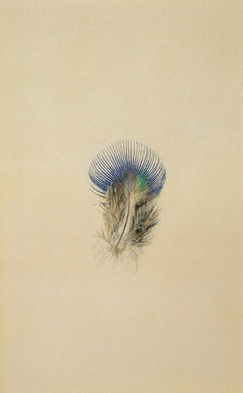 Estudo de uma pena de pavão, 1873 de John Ruskin