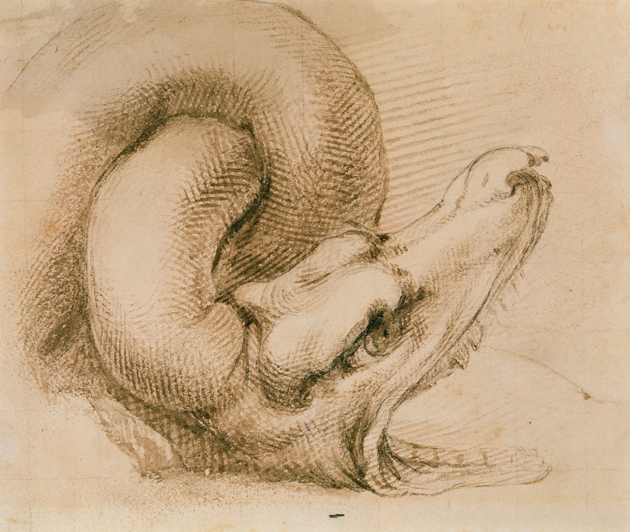 Estudo de uma cabeça de dragão depois de Michelangelo (tinta no papel) de John Ruskin