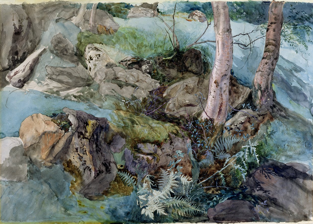 Estudo de rochas e samambaias em uma floresta em Crossmount, Perthshire, 1843 (wc no papel) de John Ruskin