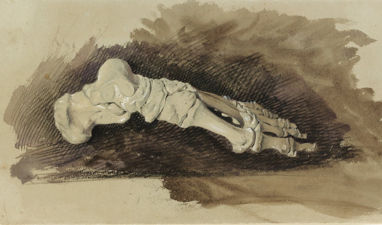 Os ossos do pé de uma fêmea humana (lápis com wc e bodycolour no papel) de John Ruskin