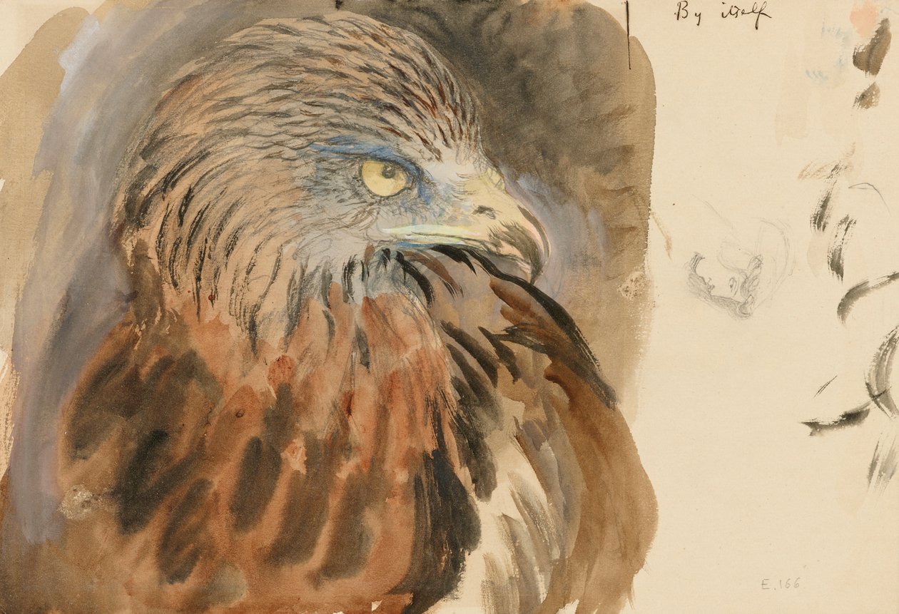 The Head of a Kite, from Life, 30 de agosto a 1 de setembro de 1870 (aquarela e cor do corpo sobre grafite em papel tecido marrom claro) de John Ruskin