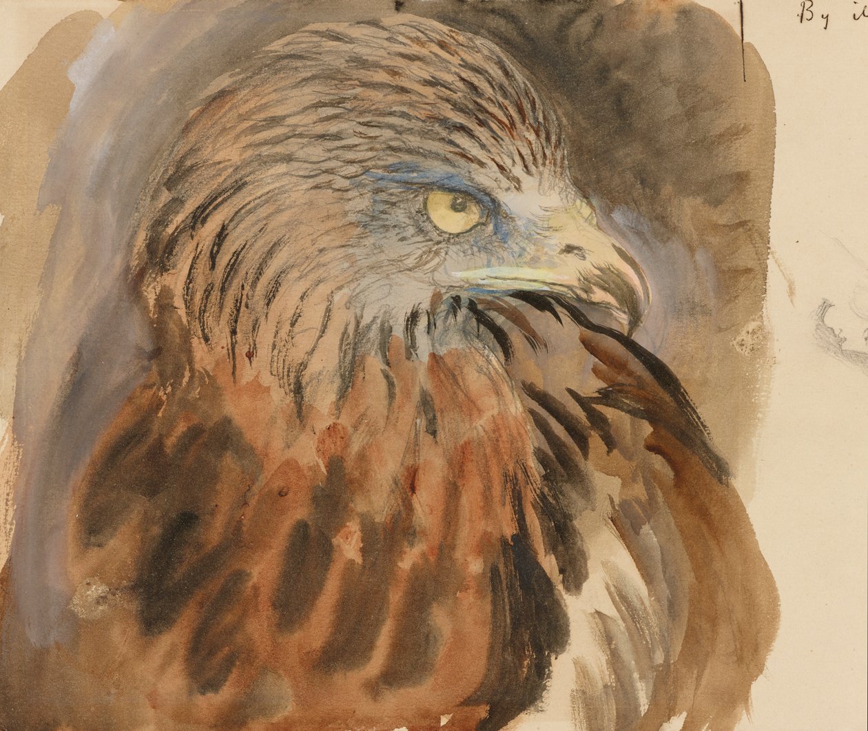 The Head of a Kite, from Life, 30 de agosto a 1 de setembro de 1870 (aquarela e cor do corpo sobre grafite em papel tecido marrom claro) de John Ruskin