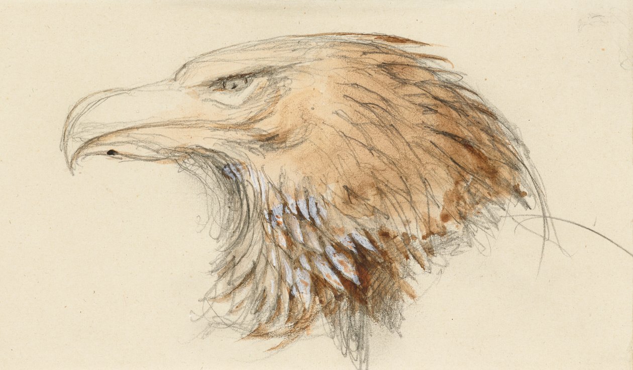 A cabeça de uma águia dourada comum, da Life, 8-11 de Setembro de 1870 (aguarela e cor de corpo sobre grafite em papel tecido) de John Ruskin