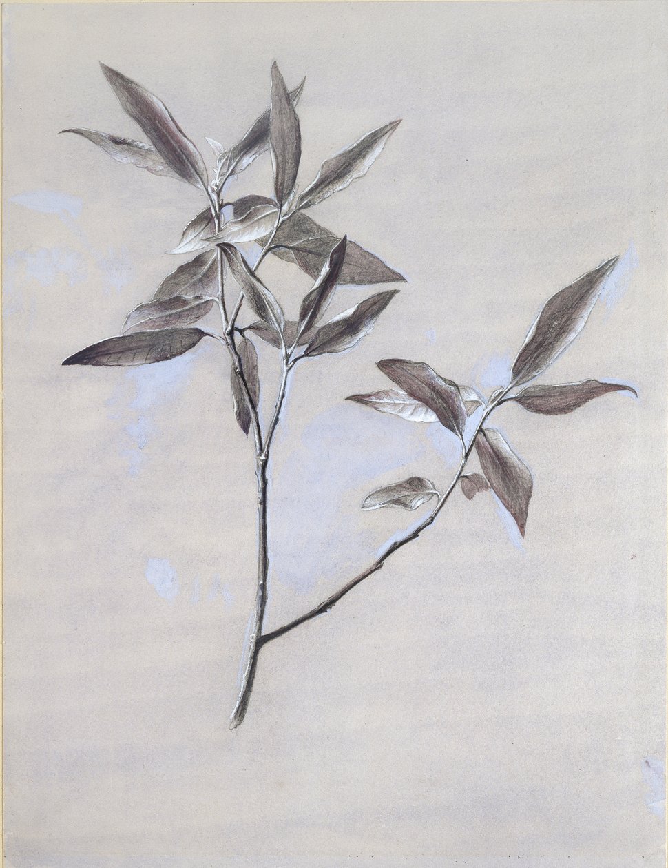Sob a superfície de um Spray de Oliva seco, colhido em Verona, depois de 1878 de John Ruskin