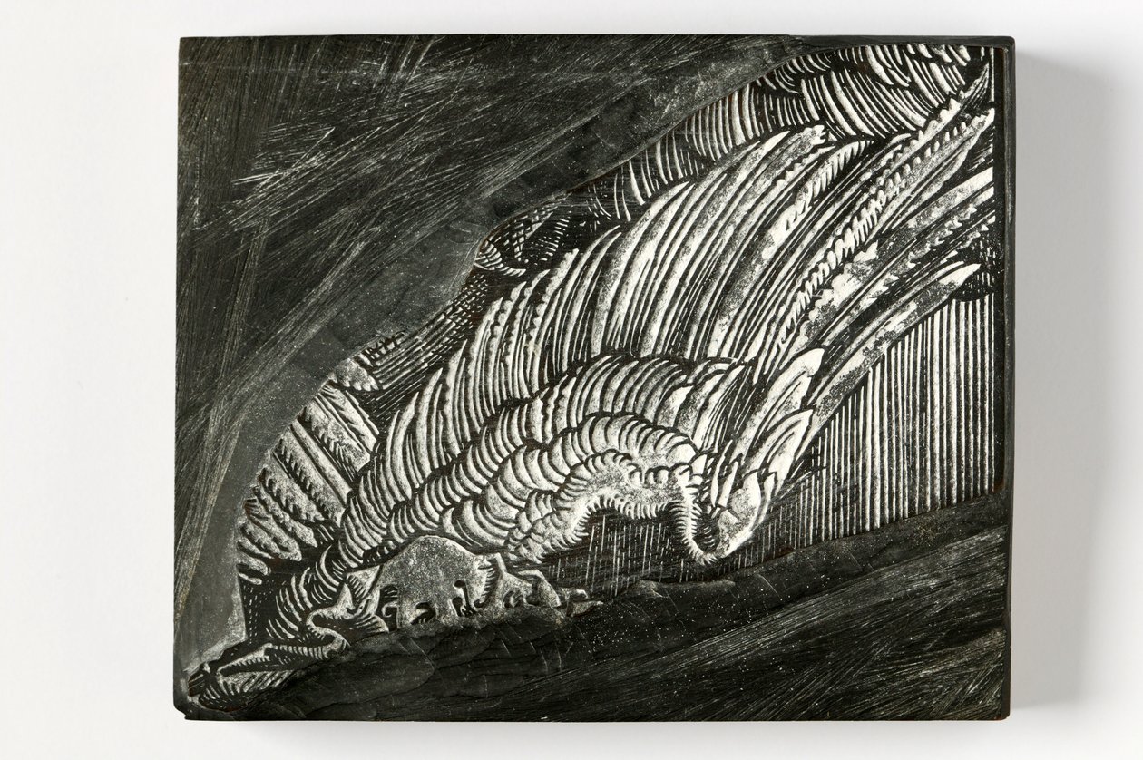 "Asa" de Durer (bloco de madeira gravado) de John Ruskin