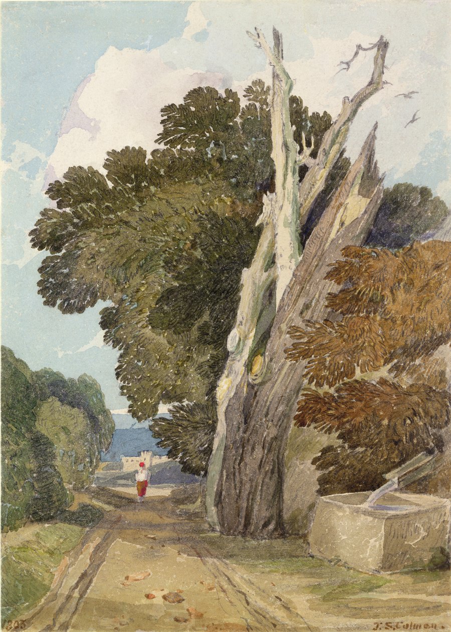 Uma castanha espanhola atingida por um raio (wc e lápis sobre papel) de John Sell Cotman