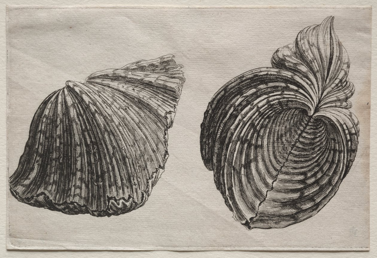 Conchas: Hippopus maculatus Lam de John Sell Cotman